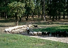 Schaf- und Ziegenherde im Naturschutzgebiet auf der Sinop-Halbinsel : Wyn Hoop